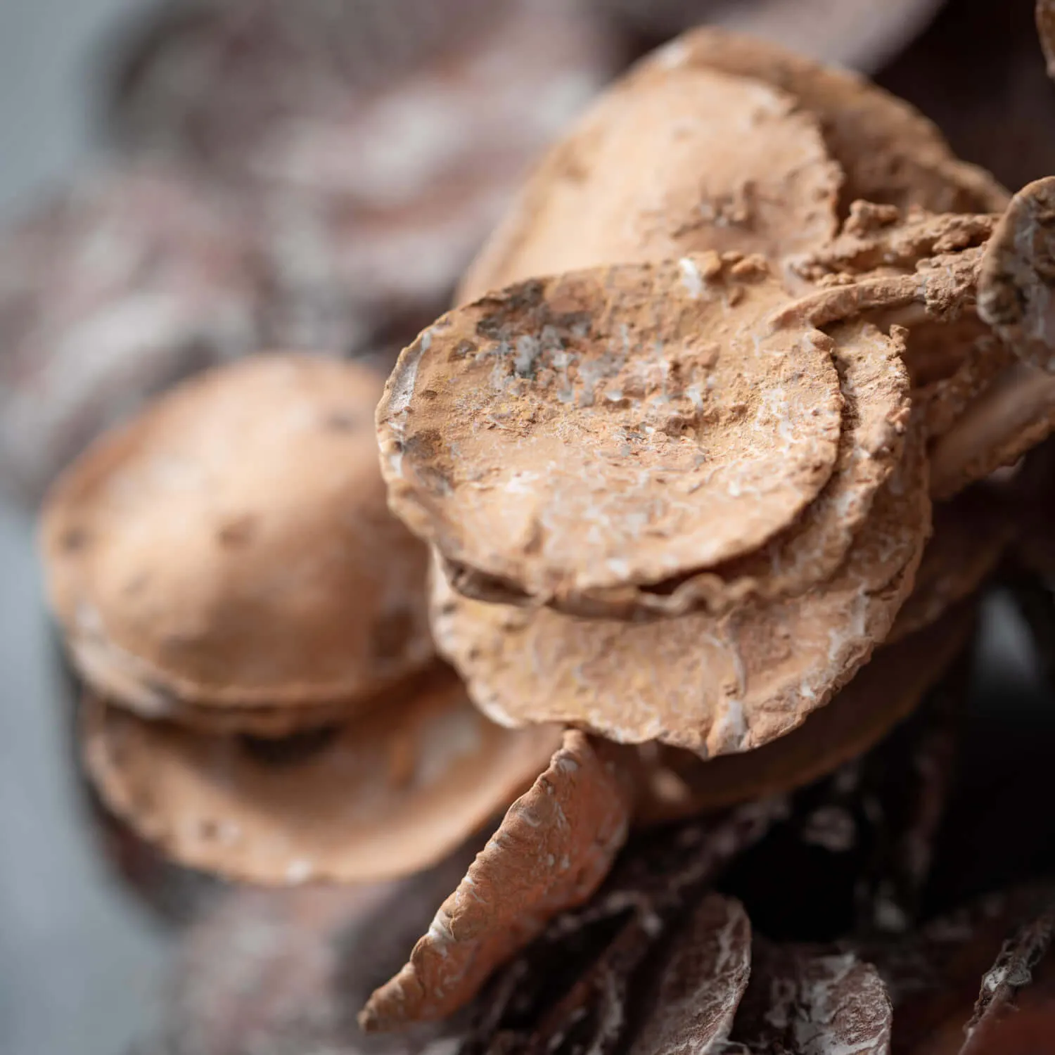 Faux-Dried Eucalyptus Spray 2